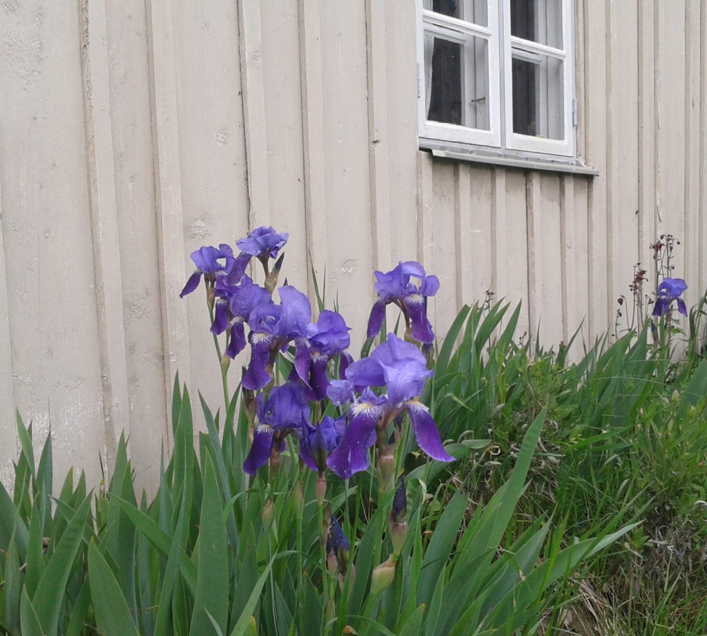 blå irisar framför vägg